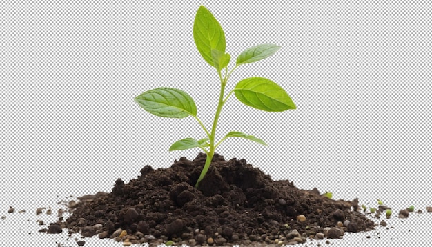 Jonge groene plant die uit de grond groeit en naar boven bloeit
