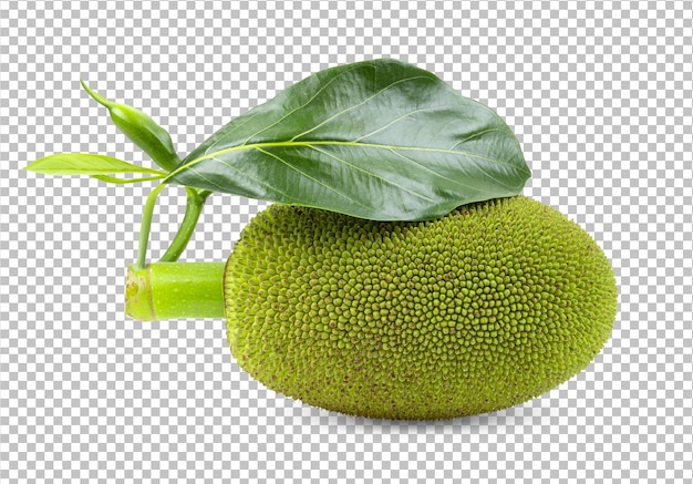 Jonge jackfruit geïsoleerd op alfalaag