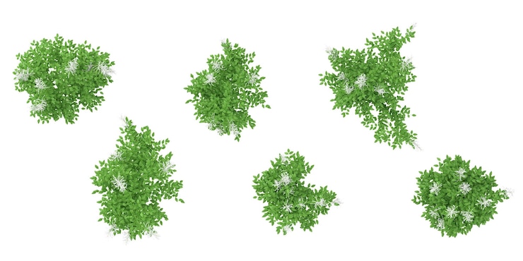 PSD jungle aruncus sylvester plant shapes cutout 3d render from the top view
