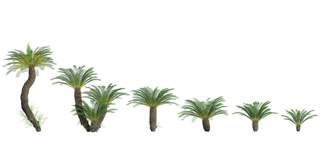 PSD jungle fishbone waterfern trees shapes cutout 3d render