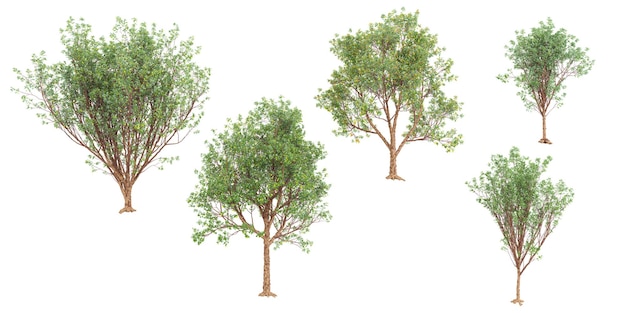 Jungle Paperbark Maple trees shapes cutout 3d render