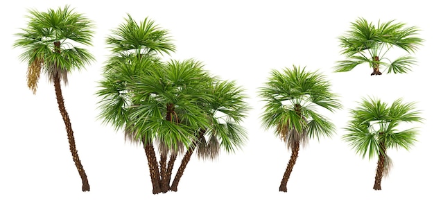 Jungle Paurotis palmbomen vormen cutout 3d render