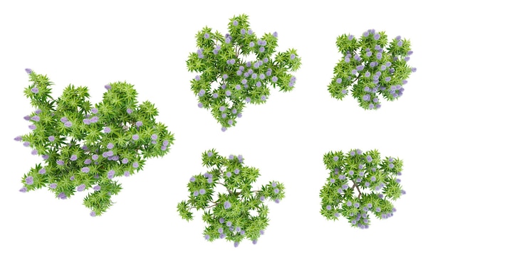 PSD jungle pride of madeira plant shapes cutout 3d render from the top view