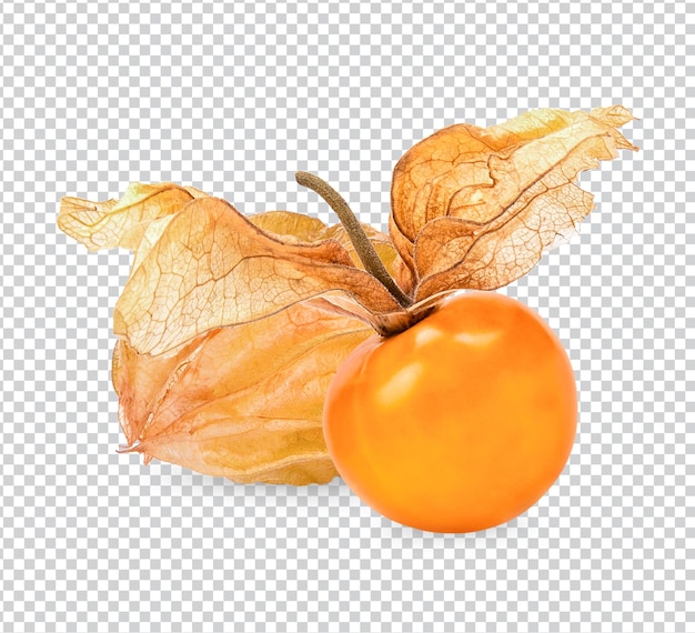 PSD kaapse kruisbes physalis geïsoleerd premium psd