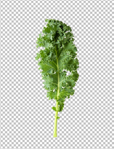 Kale isolated on alpha layer