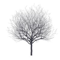 PSD kale kersenboom geïsoleerde transparante achtergrond 3d-rendering