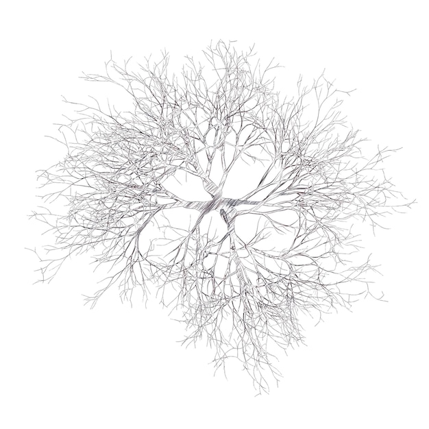 Kale kersenboom tekening geïsoleerde transparante achtergrond