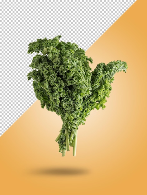 Kale mockup isolated from orange background