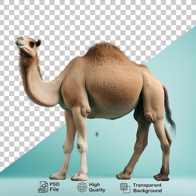 PSD kameel geïsoleerd op transparante achtergrond png-bestand