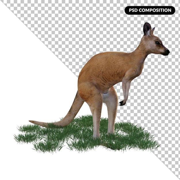 Kangaroo animal isolated 3d