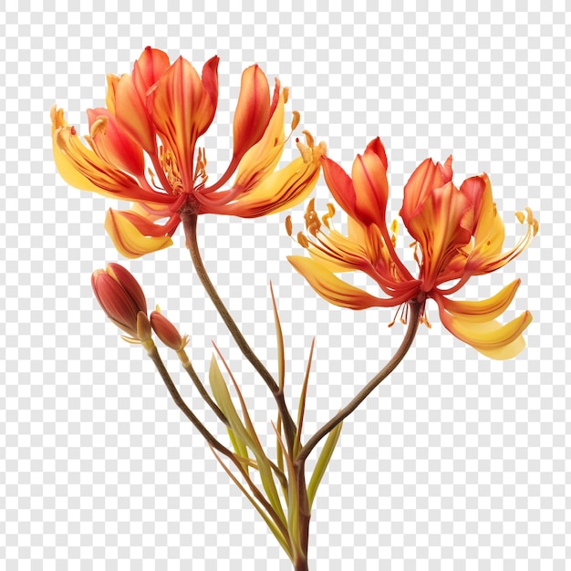 PSD kangaroo paw flower isolated on transparent background