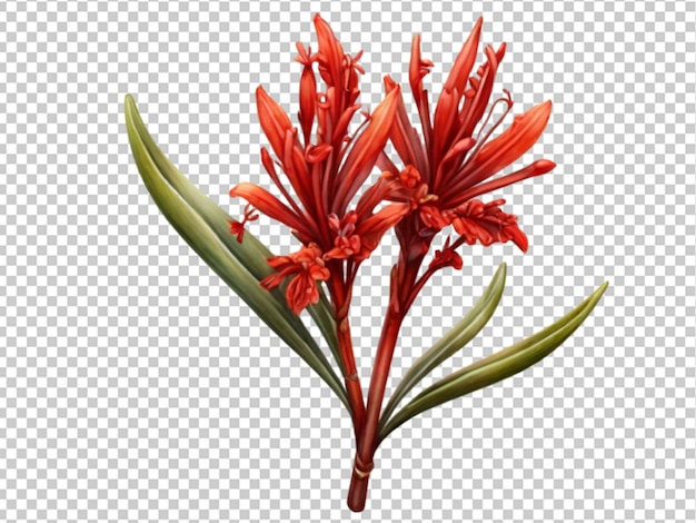 PSD kangaroo paw flower on transparent background