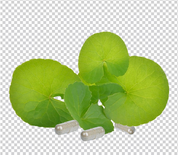 PSD kapsułka ziołowa z liściem gotu kola wyizolowanym na białym tle zdjęcie premium psd