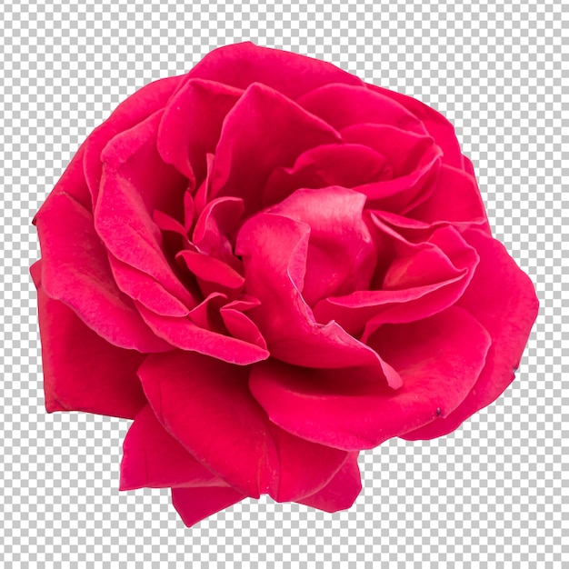 PSD kastanjebruine roze bloem geïsoleerde weergave