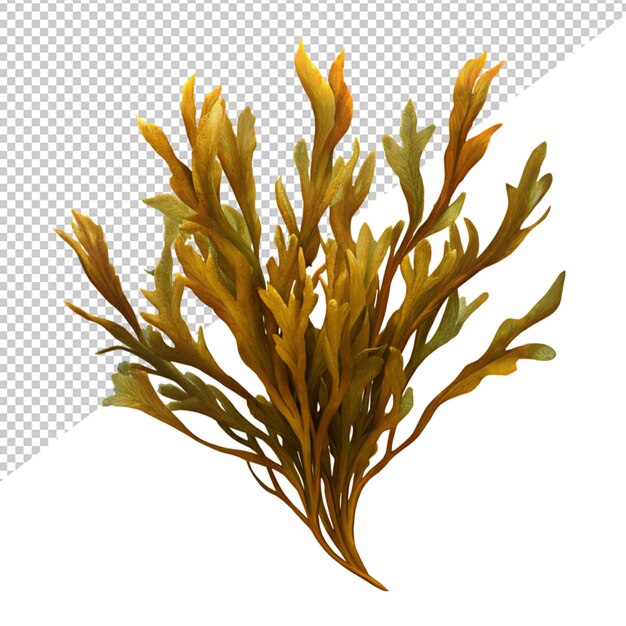 PSD kelp on transparent background