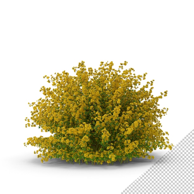 PSD kerria japonica pleniflora plant png