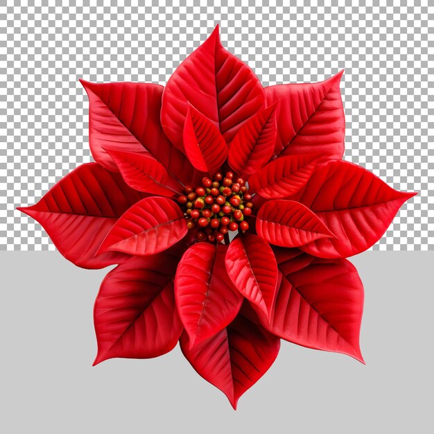 Kerstpoinsettia bloem op doorzichtige achtergrond ai gegenereerd