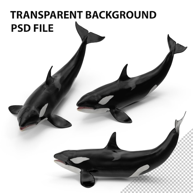 PSD killer whale lies on the floor png