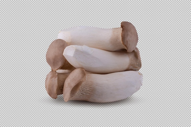 PSD king oyster mushroom isolated on alpha backgroud..