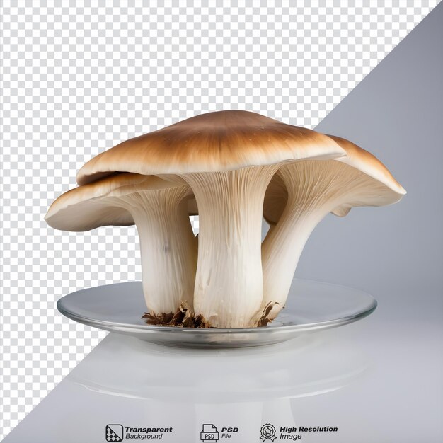 Изолированный гриб королевской устрицы на прозрачном фоне