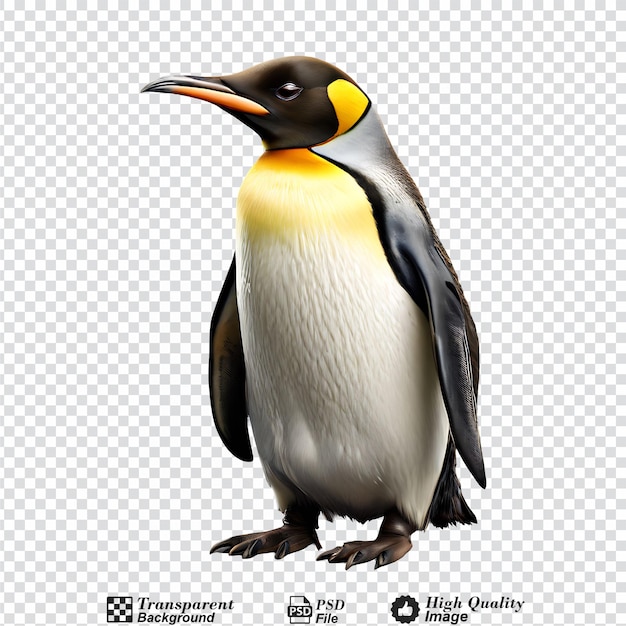PSD Королевский пингвин изолирован на прозрачном фоне