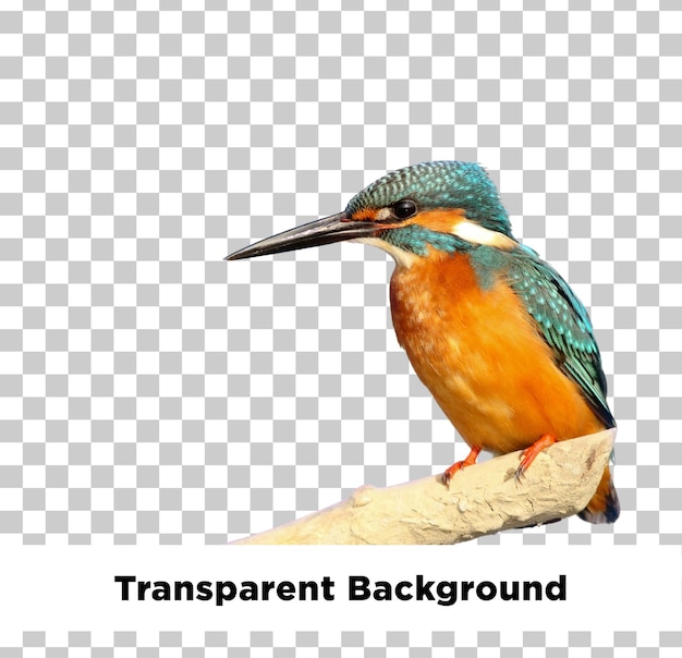 Kingfisher doorzichtige achtergrond