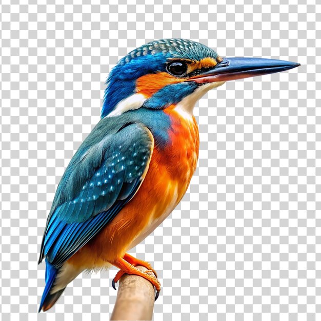 PSD kingfisher odizolowany na przezroczystym tle