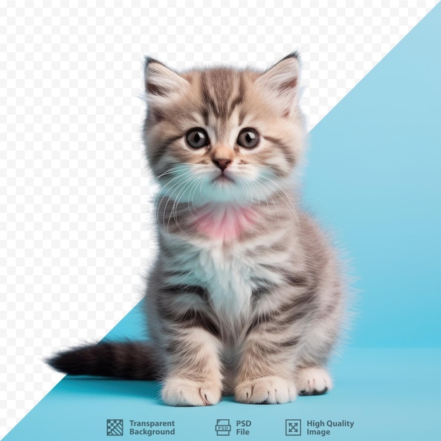 PSD a kitten with a pink spot on its chest sits on a blue background.