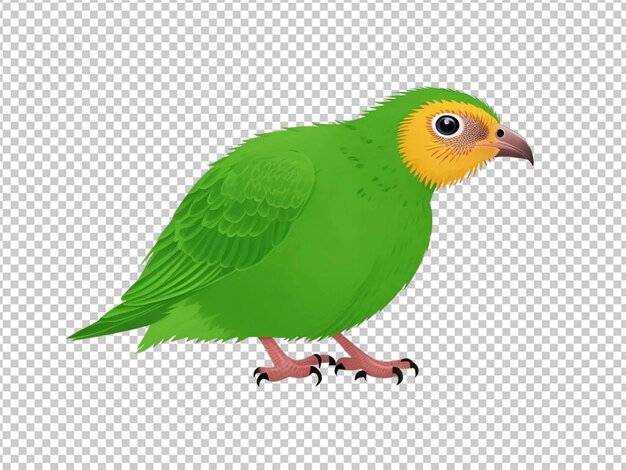 PSD kiwi vogel