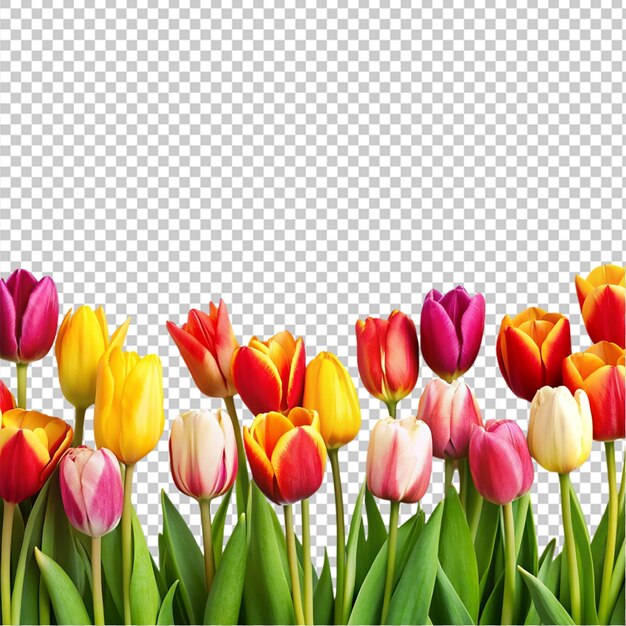 Kleurige tulpen gerangschikt in rijen op een doorzichtige achtergrond