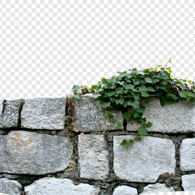 klimplanten geïsoleerd op doorzichtige