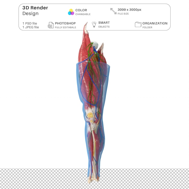 PSD knie menselijke anatomie 3d-modellering psd-bestand realistische menselijke anatomie