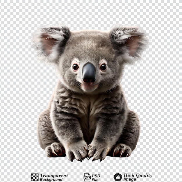 PSD koala bear isolated on transparent background