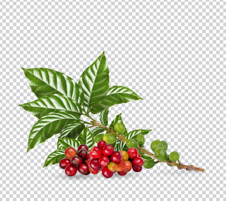 Koffiebonen met geïsoleerde bladeren Premium PSD
