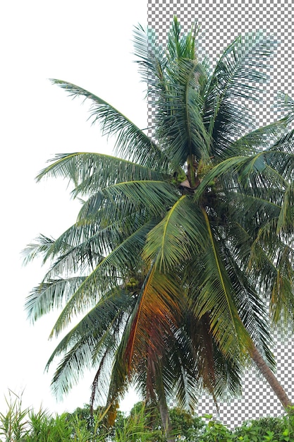 PSD kokospalm isolatie op transparante achtergrond
