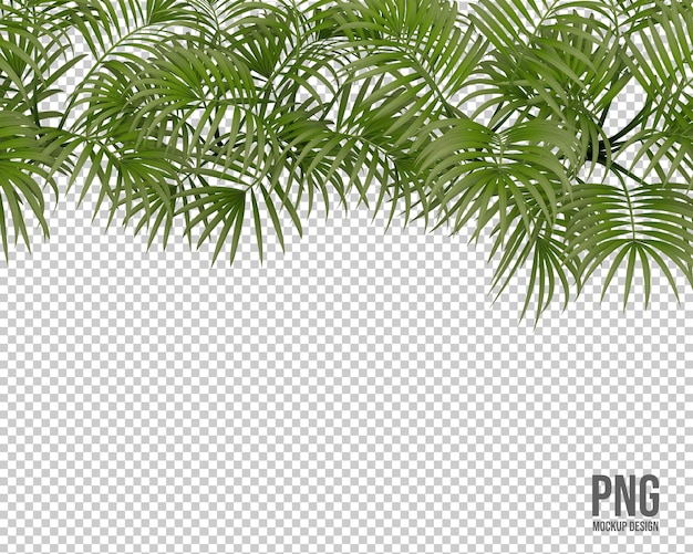 PSD kolekcja roślin tropikalnych na białym tle dekoracja