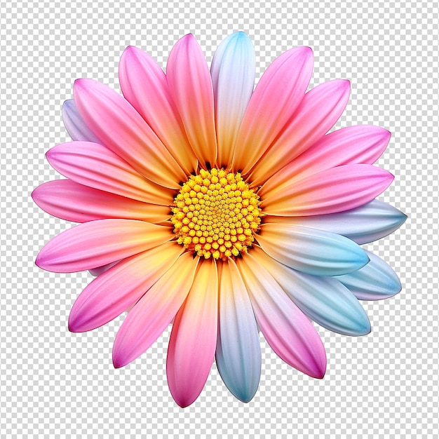 PSD kolorowy kwiat izolowany na przezroczystym tle png