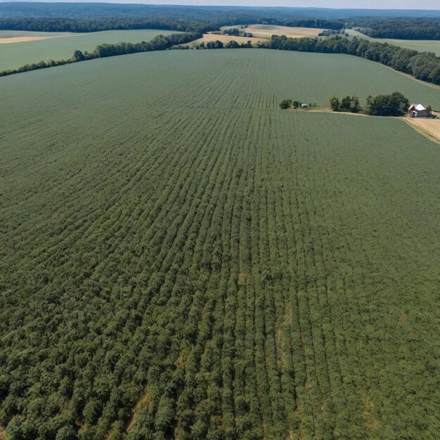 PSD kom met hennepolie veel hennep groeit op een hennepboerderij