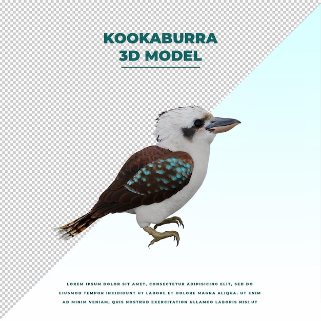 Kookaburra