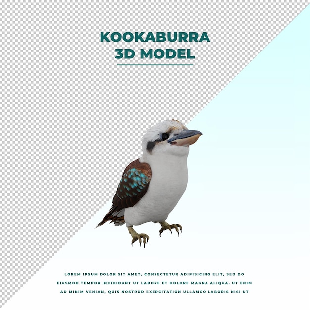 kookaburra