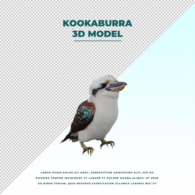 Kookaburra