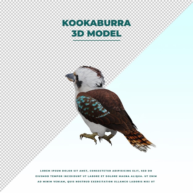 kookaburra