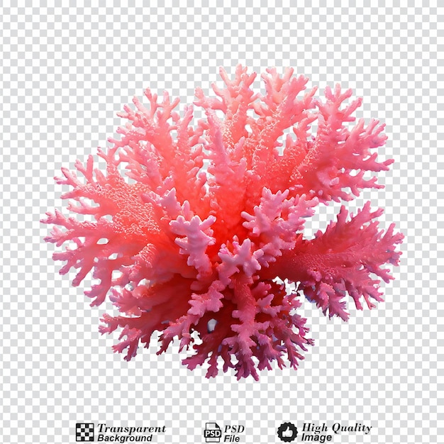 PSD koralowy izolowany na przezroczystym tle