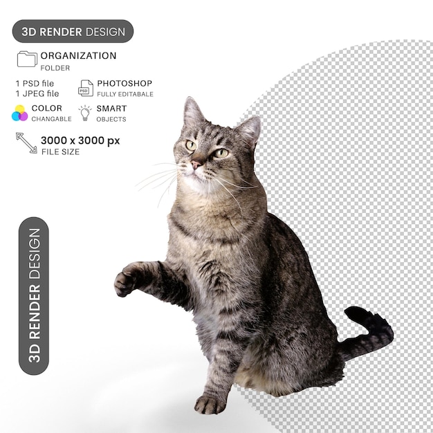 Kot prosi o jedzenie PSD