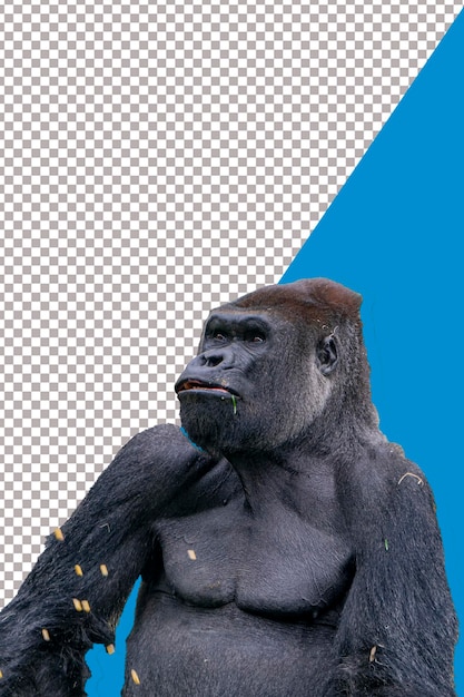 Krachtig portret van een gorilla
