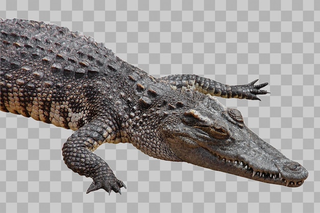 PSD krokodil