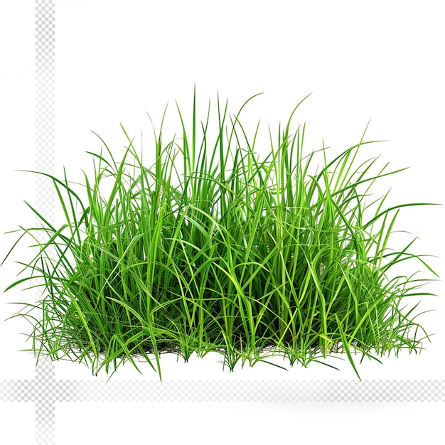 PSD krzew zielonej trawy przezroczyste tło