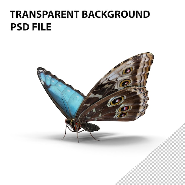 Książę Butterfly PNG