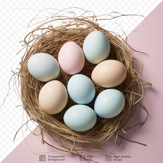 PSD kury składające jaja w naturalnym gnieździe w okresie wielkanocy