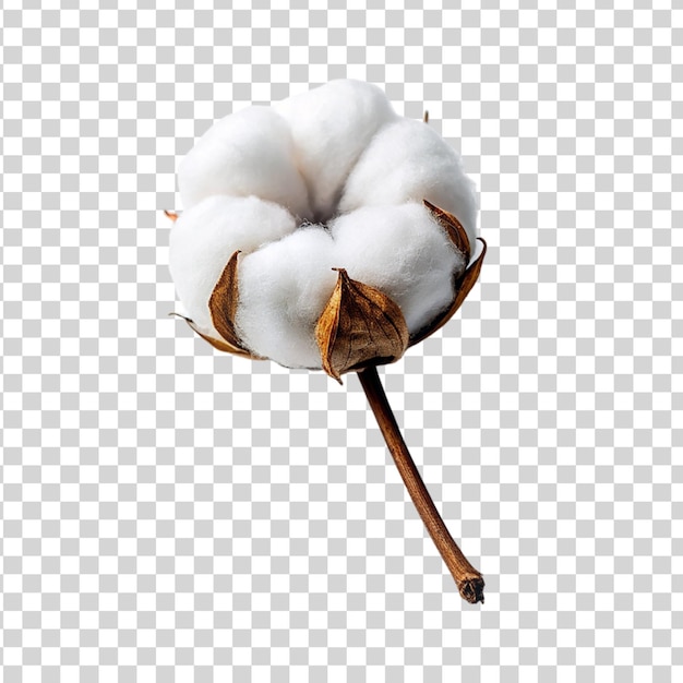 PSD kwiat bawełny izolowany na przezroczystym tle